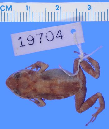 Media type: image; Herpetology A-19704
